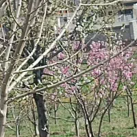 نظافت و باغبانی