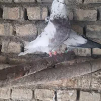 نر قلمکار پشت سرور