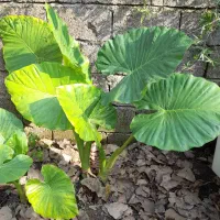 گل بابا ادم