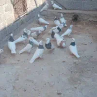 طوقی نامبر وان|پرنده|پارسیان, |دیوار