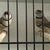 فروش  تعدادی فنج الماسی  و فنج جغدی شکلاتی