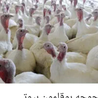 جوجه بوقلمون گوشتی