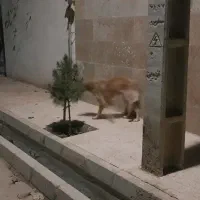 پیدا شده|سگ|بوئین زهرا, |دیوار