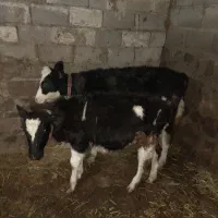 گاو آبستن شش ماه و دوتاگوساله ماده مناسب