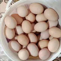 تخم مرغ محلی تازه