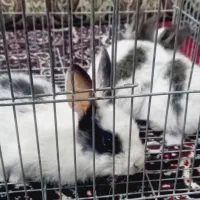 بچه خرگوش|موش و خرگوش|سنندج, |دیوار