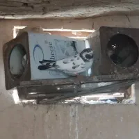 کفتر پرشی|پرنده|یزد, |دیوار