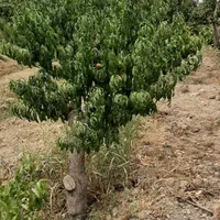 فروش باغ ۸۰۰متر و۴۰۰متر ویلا باباسلمان باغستان قدس|فروش زمین و ملک کلنگی|قدس, شهرک صنعتی زاگرس|دیوار