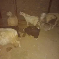 دو عدد بزغاله کوچک ماده|حیوانات مزرعه|بیرجند, |دیوار