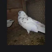 نرو ماده گرگی پرشی