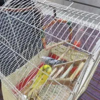 یک جفت مرغ عشق با قفس و ظرف غذا و آب و کلسیم