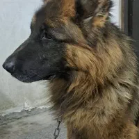 ژرمن شپرد نر