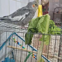 عروس هلندی|پرنده|شوشتر, |دیوار