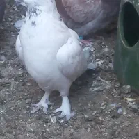 جهت فروش کبوتر پرشی