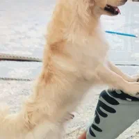 سگ اشپیتز نر