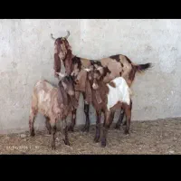 بز پاکستانی خوشکل