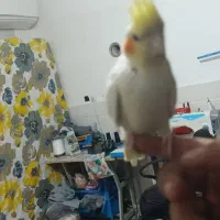 دوعدد جوجه عروس هلندی نر و ماده|پرنده|قم, علی آباد|دیوار