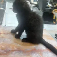 گربه