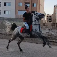 فروش|اسب و تجهیزات اسب‌سواری|اصفهان, رهنان|دیوار