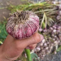 سیر دشت مغان ارسال به سراسر ایران