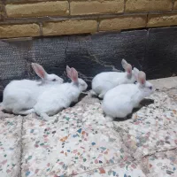 ۲۰۰|موش و خرگوش|رفسنجان, |دیوار