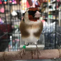 سهره درجه یک به شرط (کوار)|پرنده|شیراز, فرودگاه شهید دستغیب شیراز|دیوار