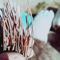 گیاه افدرا|گل و گیاه طبیعی|مشهد, مهدی آباد|دیوار