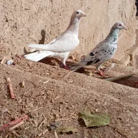 کفتر هفت رنگ