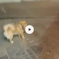 گم شده ۰۰۰۰۰۰گم شده ۰۰۰۰۰۰۰گم شده ۰۰۰۰۰۰|سگ|تهران, جیحون|دیوار