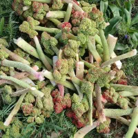 ریواس تازه بار