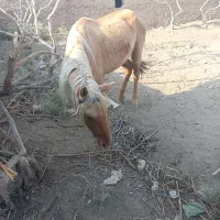 اسب فروشی|اسب و تجهیزات اسب‌سواری|جوین, |دیوار