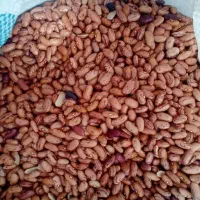 لوبیا چیتی