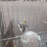 عروس هلندی|پرنده|اصفهان, ارداجی|دیوار