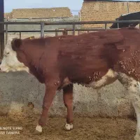 فروش12راس گوساله نرصنعتی درجه یک