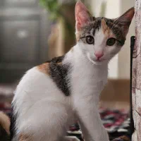 واگذاری گربه ۴ ماهه