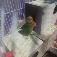 جفت کوتوله برزیلی خوش رنگ بامزه|پرنده|چناران, |دیوار