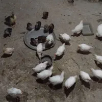 13 تا جوجه برقی