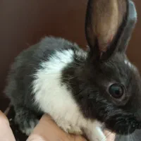 خرگوش خانگی|موش و خرگوش|سیرجان, |دیوار