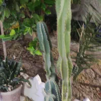 تعدادی گلدان کاکتوس و سانسوریا برای فروش|گل و گیاه طبیعی|بندر گناوه, |دیوار