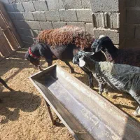 بره قوچی|حیوانات مزرعه|رباط‌کریم, الارد|دیوار