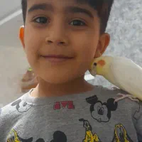 عروس هلنداروم بی ازار