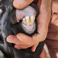 ۱۰راس میش جوان با بره و یک راس بز جوان