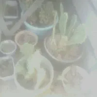 کاکتوس