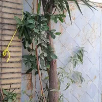 گل طبیعی یوکا و کاکتوس