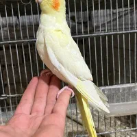 عروس هلندی لوتینو دستی