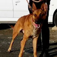 سگ توله مالینیوز
