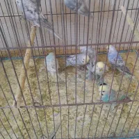 مرغ عشق|پرنده|بندر دیر, |دیوار