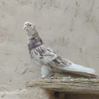 کفتر پرشی