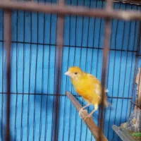 قناری کوتاه|پرنده|شوشتر, |دیوار