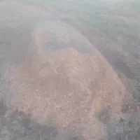 کاه ماش